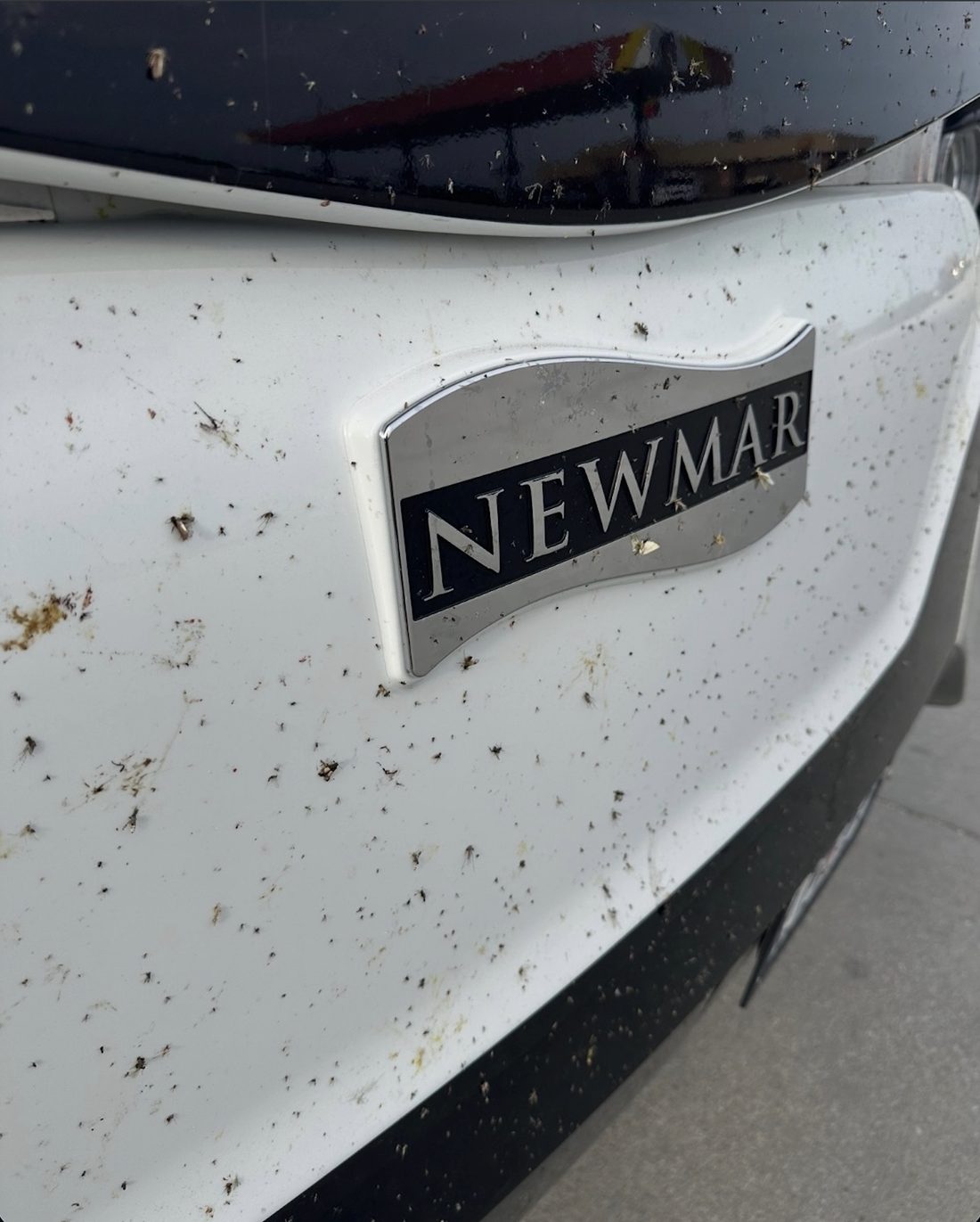 A white Newmar coach front cap covered in love bugs and road grime after a drive